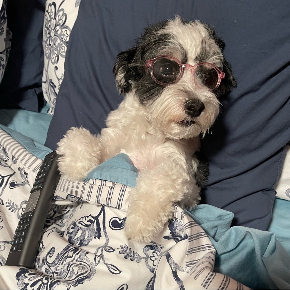 Fashion Pet Eye Glasses - Pink